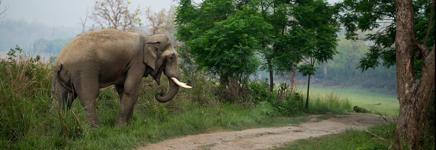 Elephant traversant une route en Inde 