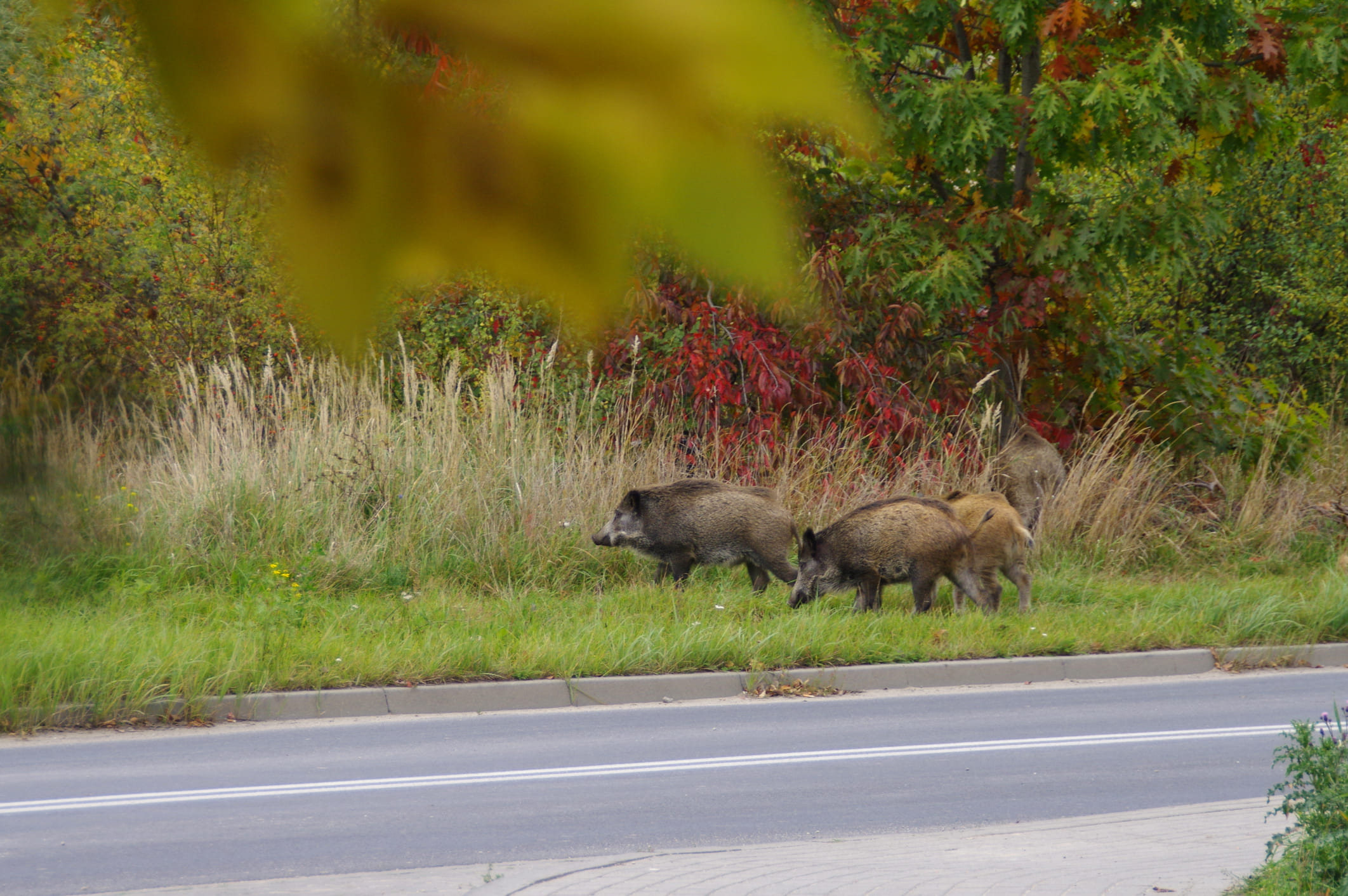 a group of wild boars crosses the road