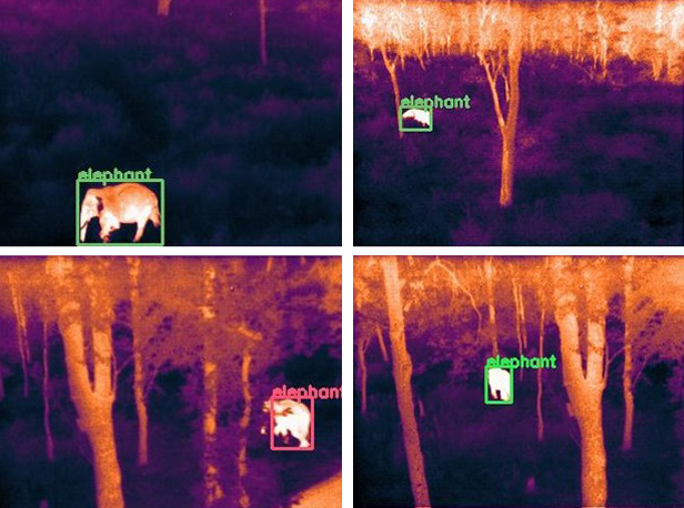 Infrared image of elephant