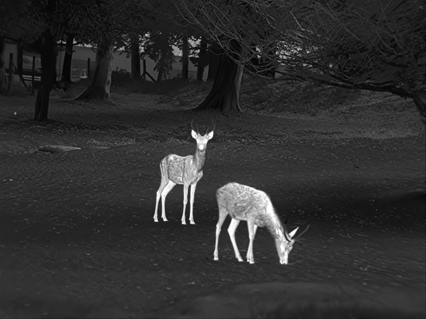 IR image : does grazing