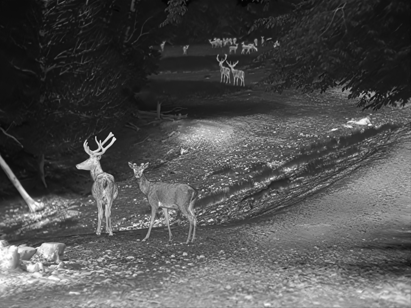 IR image : herd of does and stags in the woods